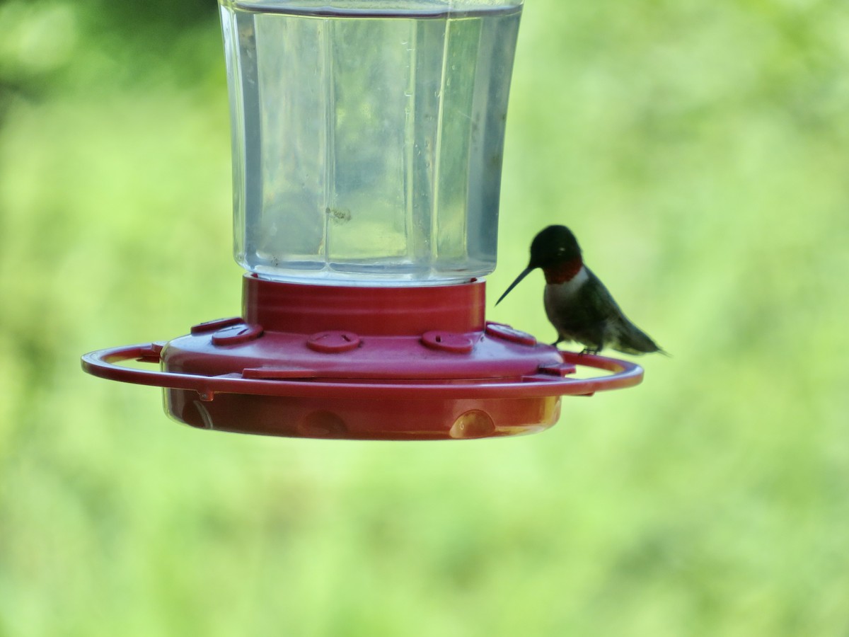 Ruby-throated Hummingbird - ML620925836