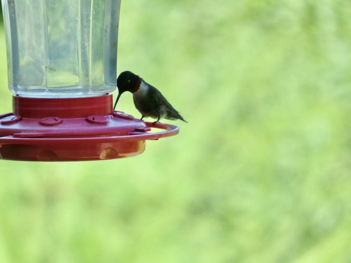 Ruby-throated Hummingbird - ML620925839