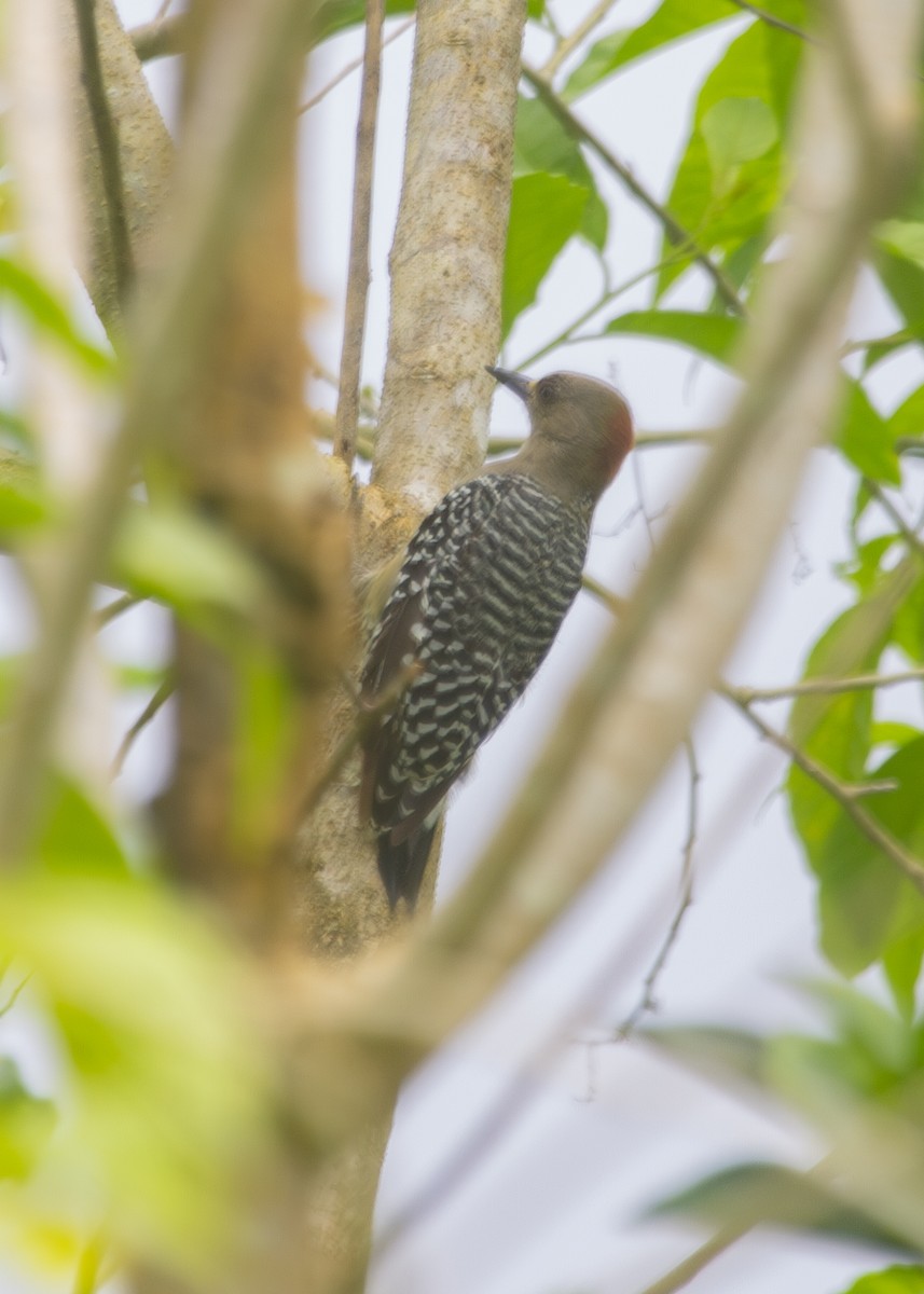 Red-crowned Woodpecker - ML620925872