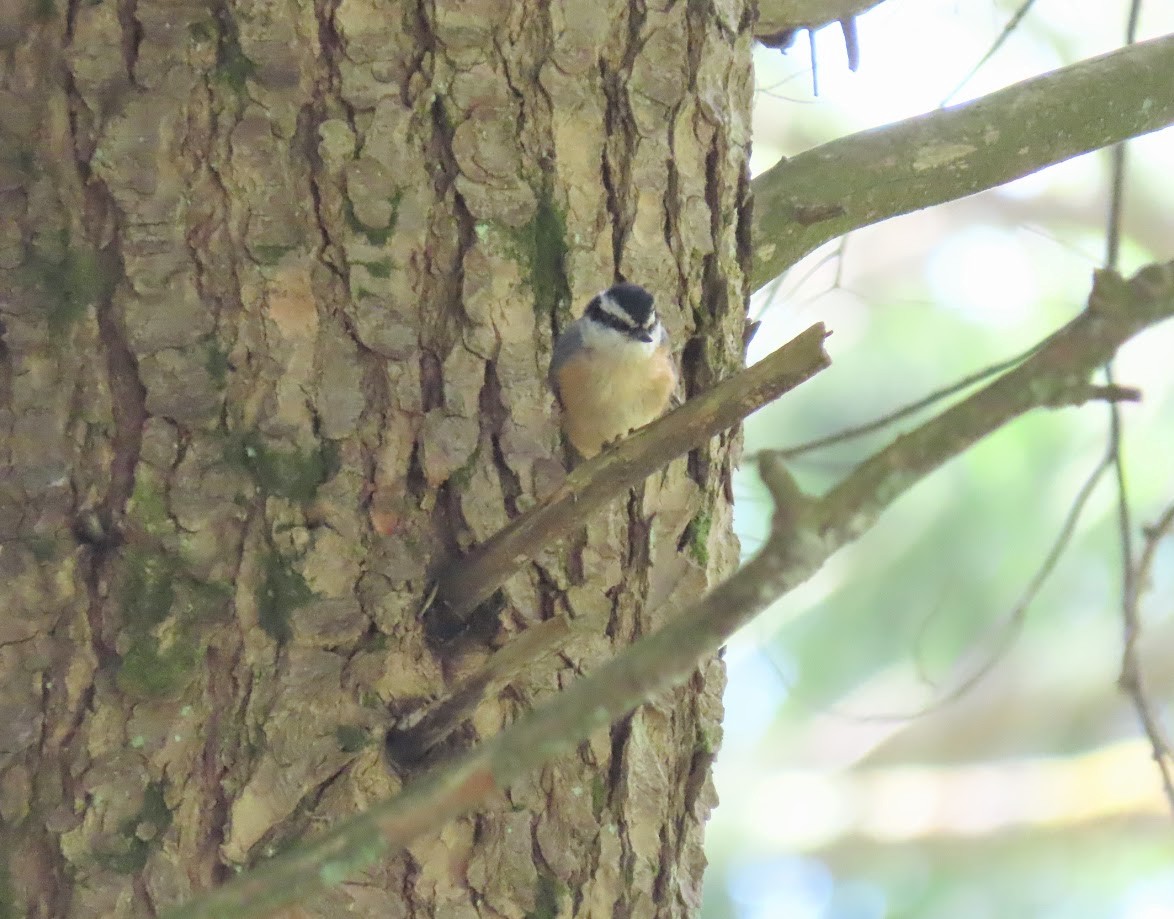 Sittelle à poitrine rousse - ML620925873