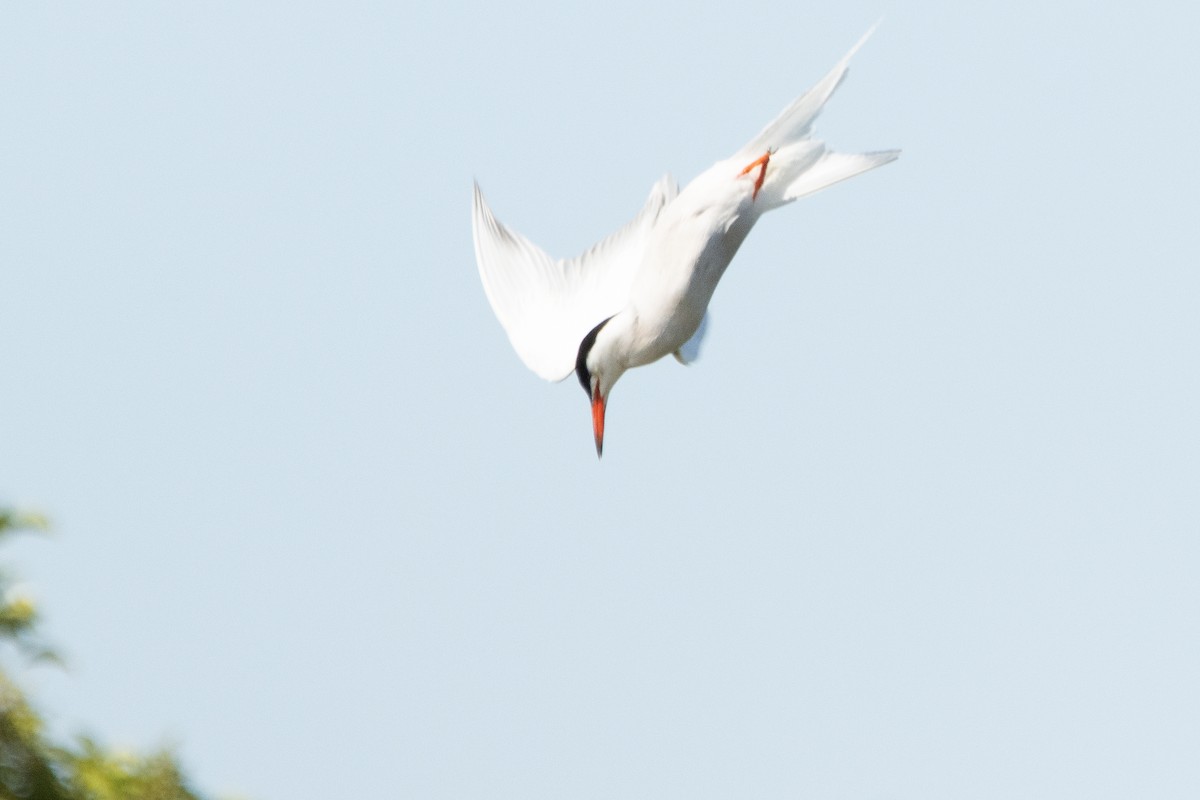 Common Tern - ML620925989