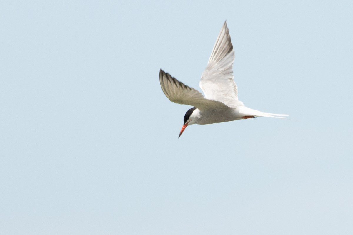 Common Tern - ML620925990
