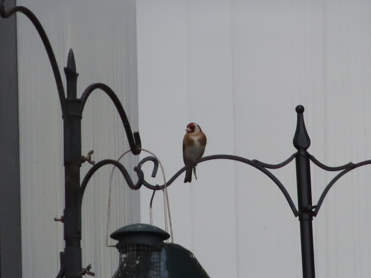 European Goldfinch - ML620926017
