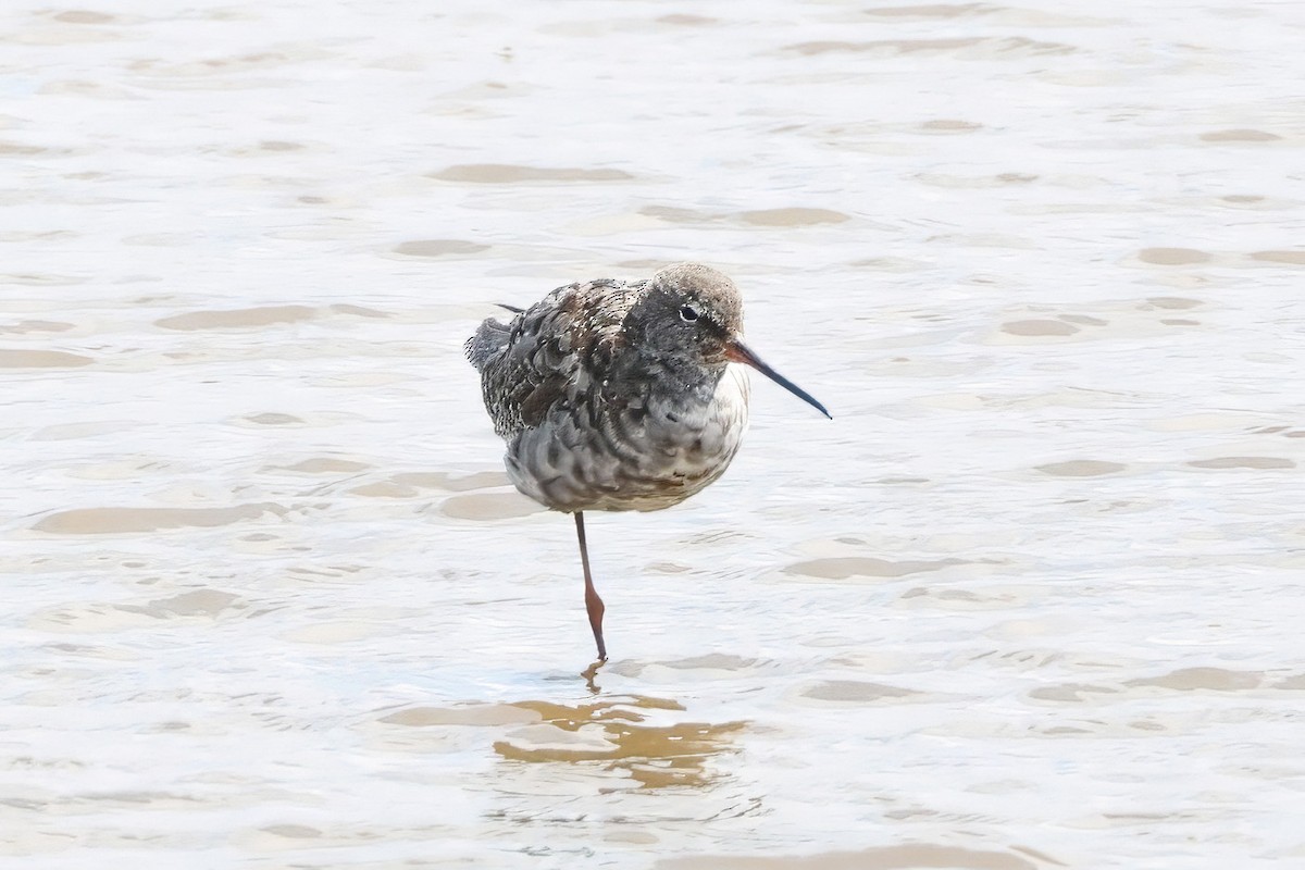 Spotted Redshank - ML620926031