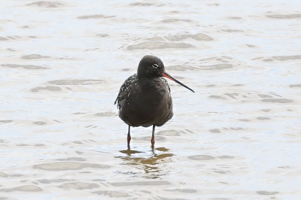 Spotted Redshank - ML620926032