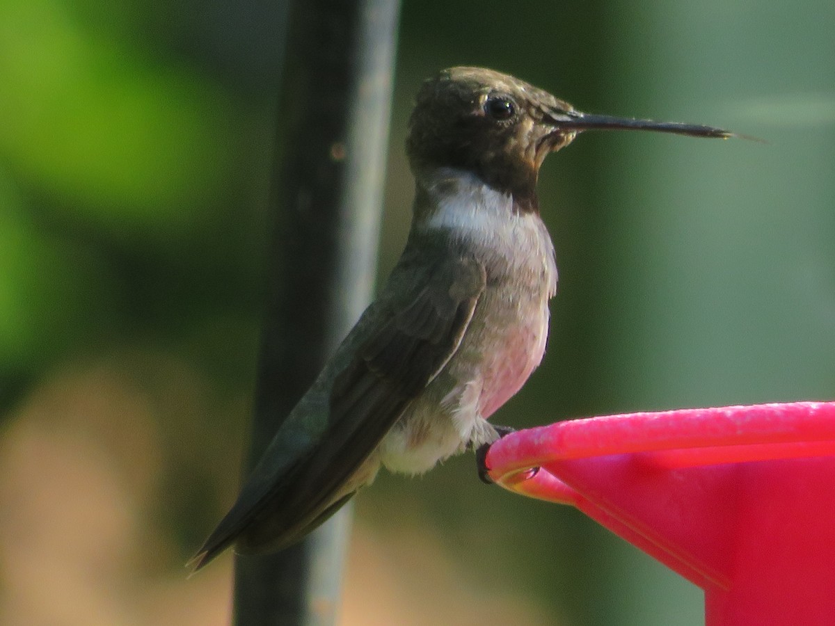 Black-chinned Hummingbird - ML620926055