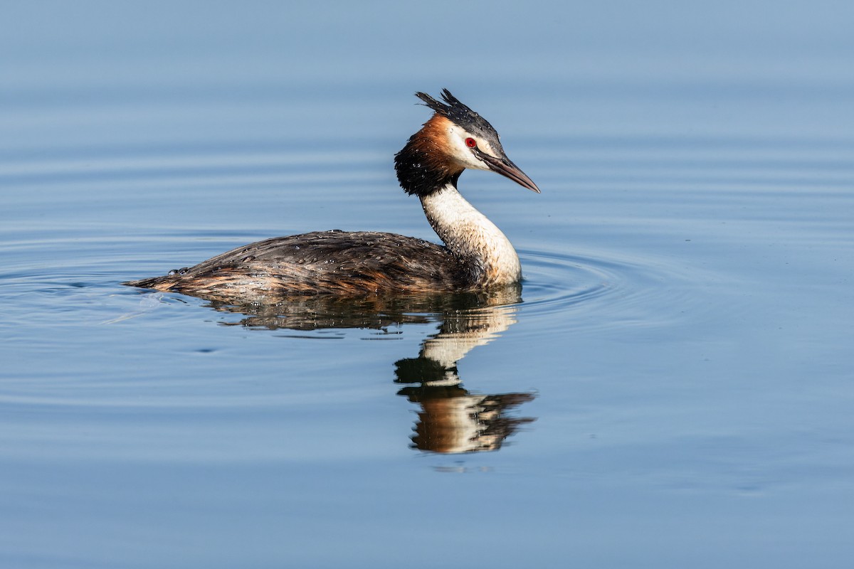 Great Crested Grebe - ML620926060