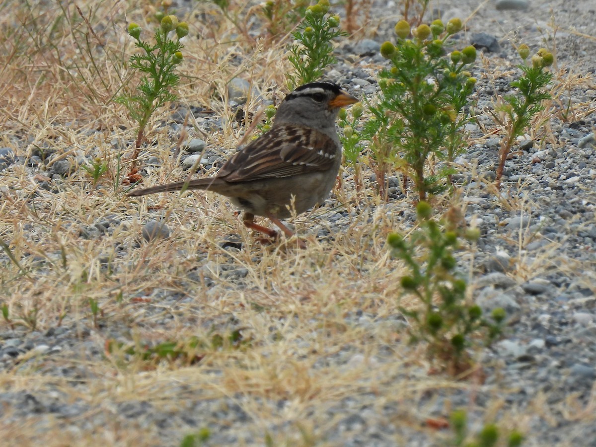 White-crowned Sparrow - ML620926074