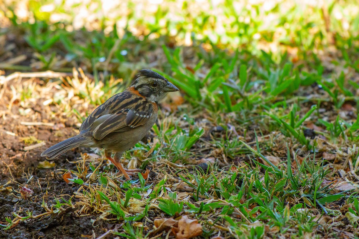 Rufous-collared Sparrow - ML620926097