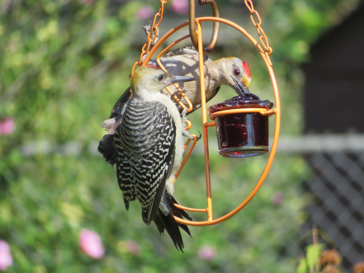 Golden-fronted Woodpecker - ML620926131