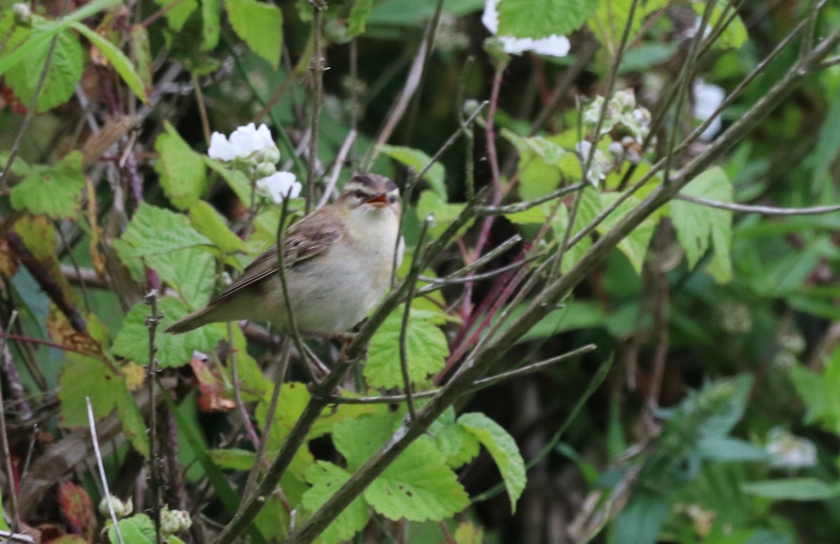 Common Reed Warbler - ML620926145