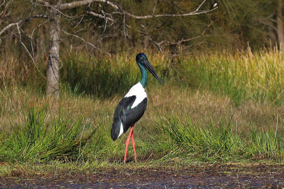 Black-necked Stork - ML620926155