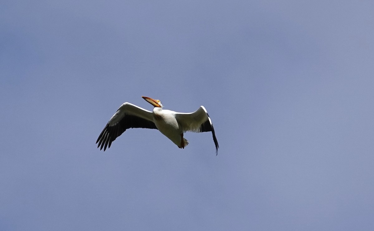 American White Pelican - ML620926166