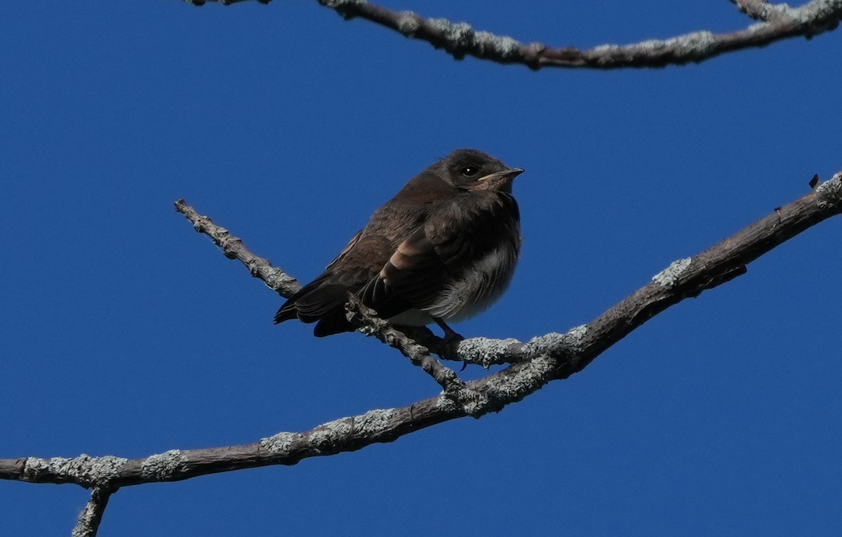 Northern Rough-winged Swallow - ML620926173