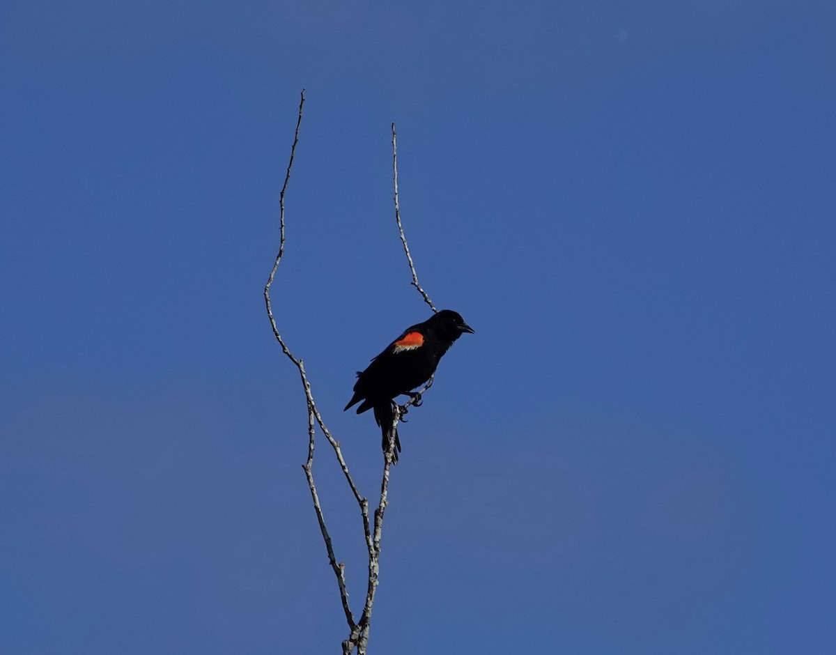 Red-winged Blackbird - ML620926176