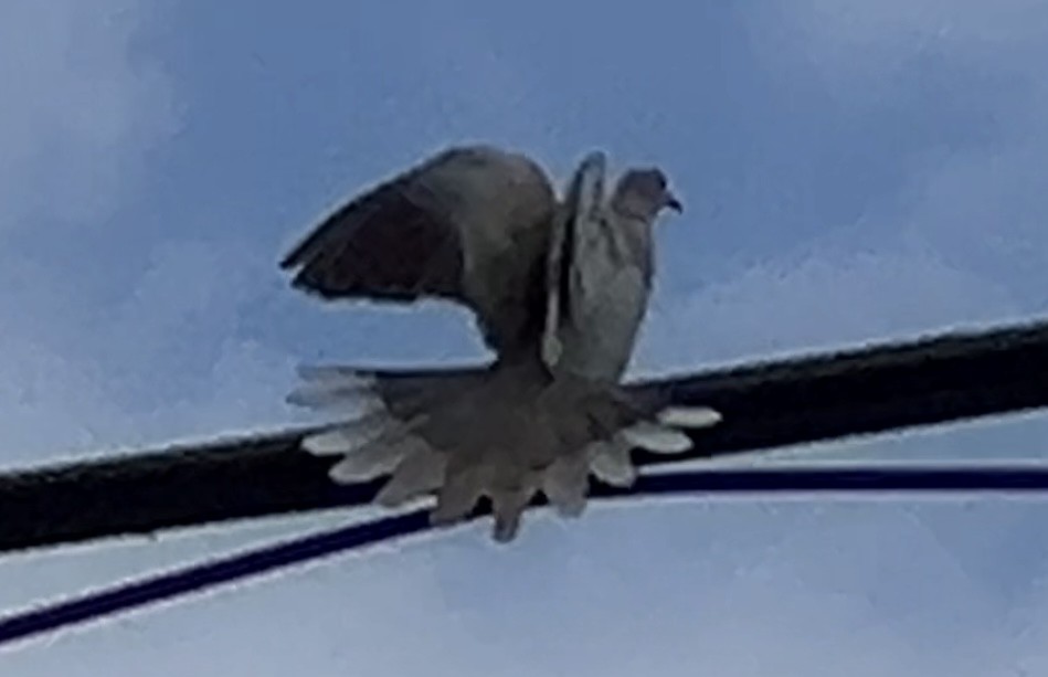 Eurasian Collared-Dove - ML620926197