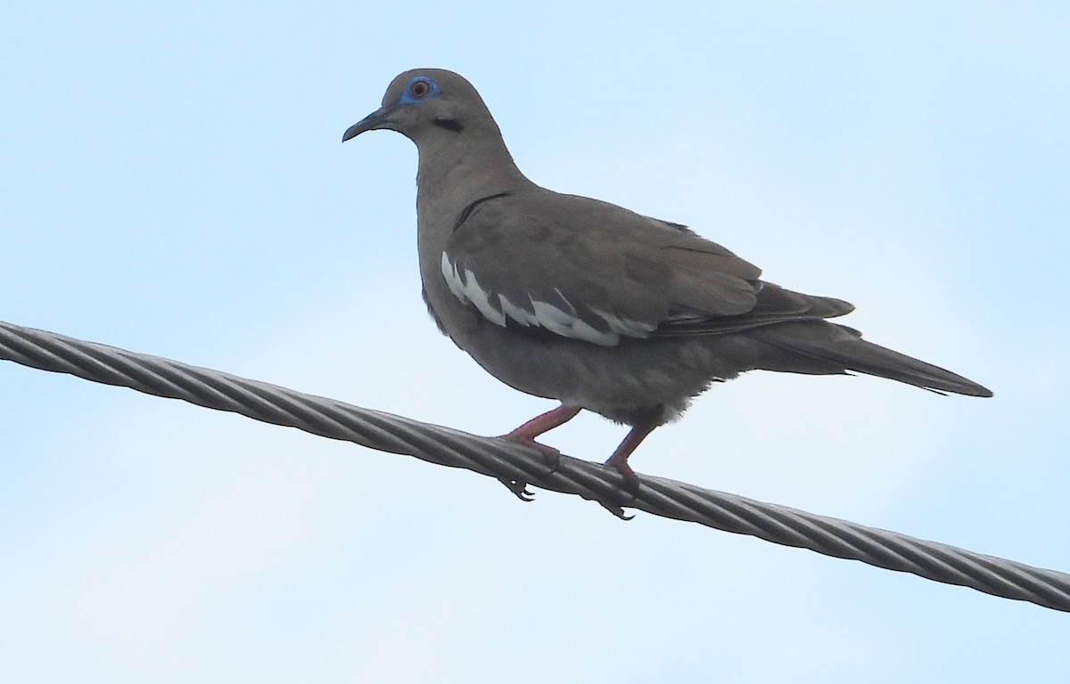 White-winged Dove - ML620926198