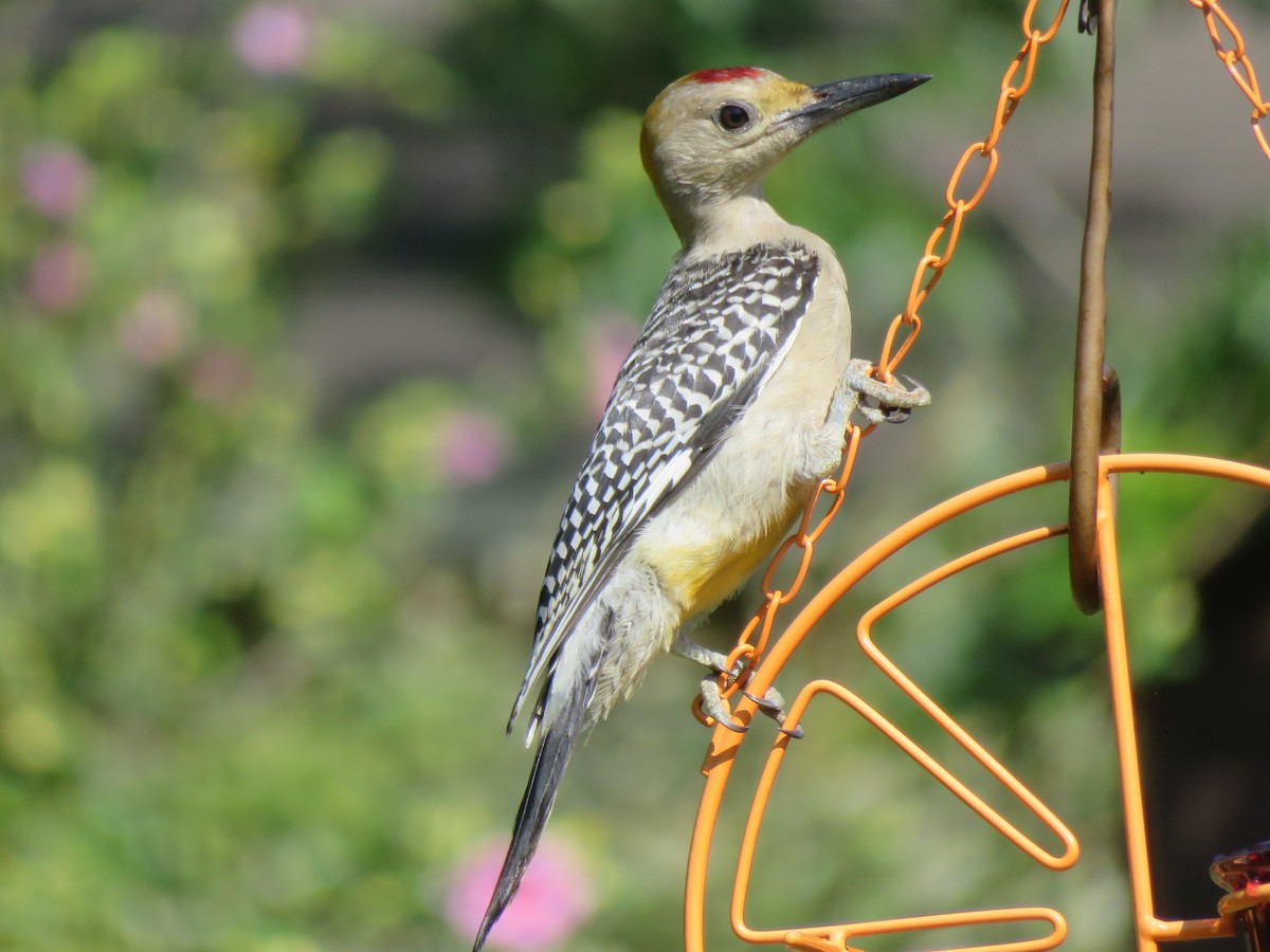 Golden-fronted Woodpecker - ML620926203