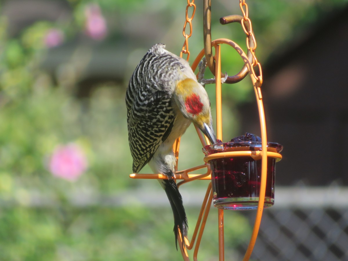 Golden-fronted Woodpecker - ML620926214