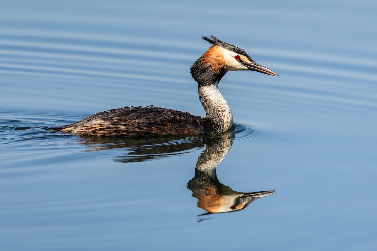 Great Crested Grebe - ML620926228