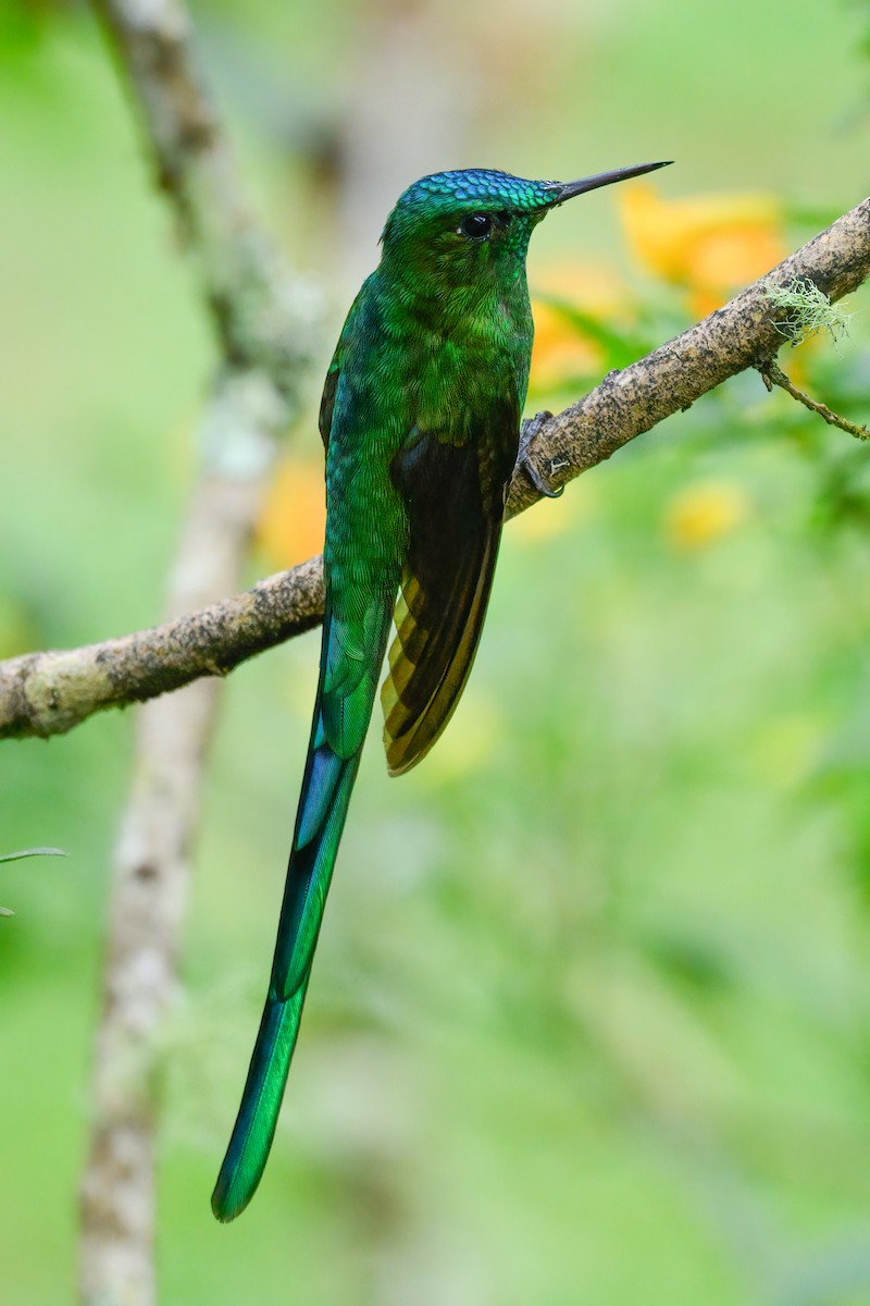 Long-tailed Sylph - ML620926230