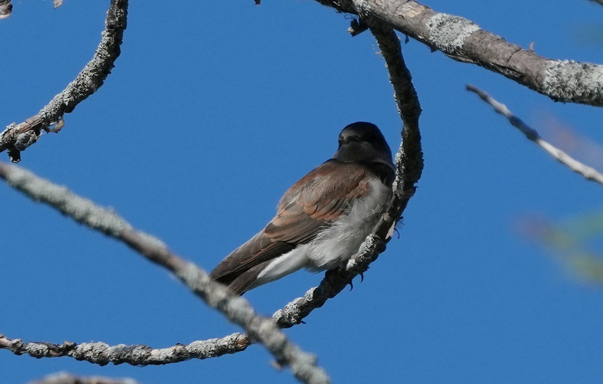 Northern Rough-winged Swallow - ML620926243