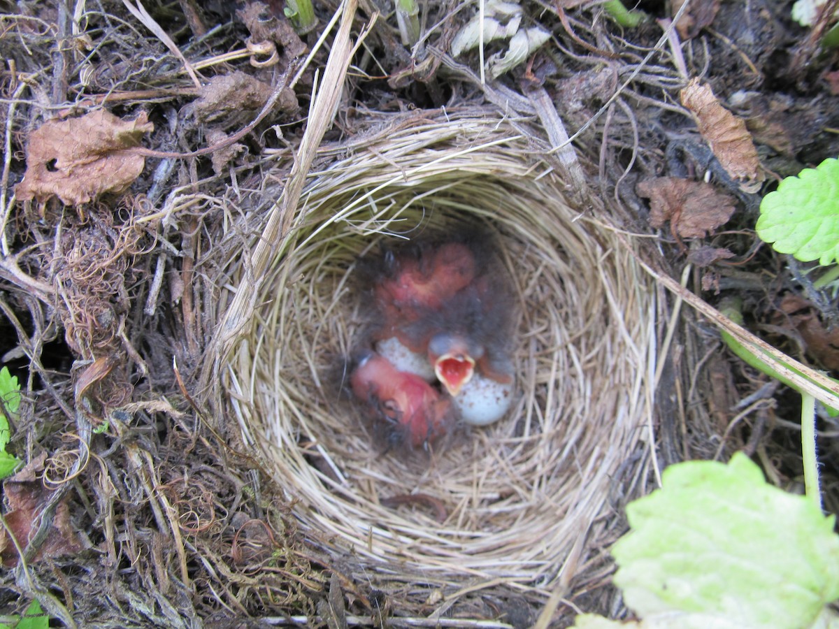 Junco Ojioscuro (hyemalis/carolinensis) - ML620926253