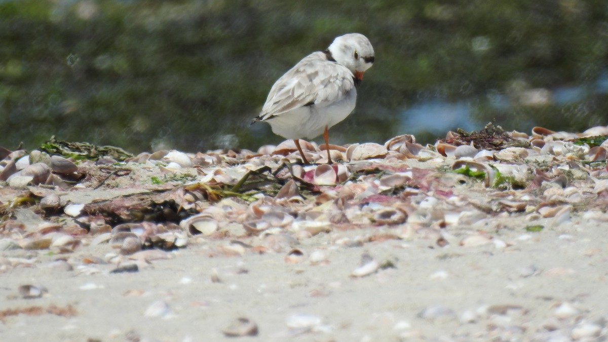 Piping Plover - ML620926345