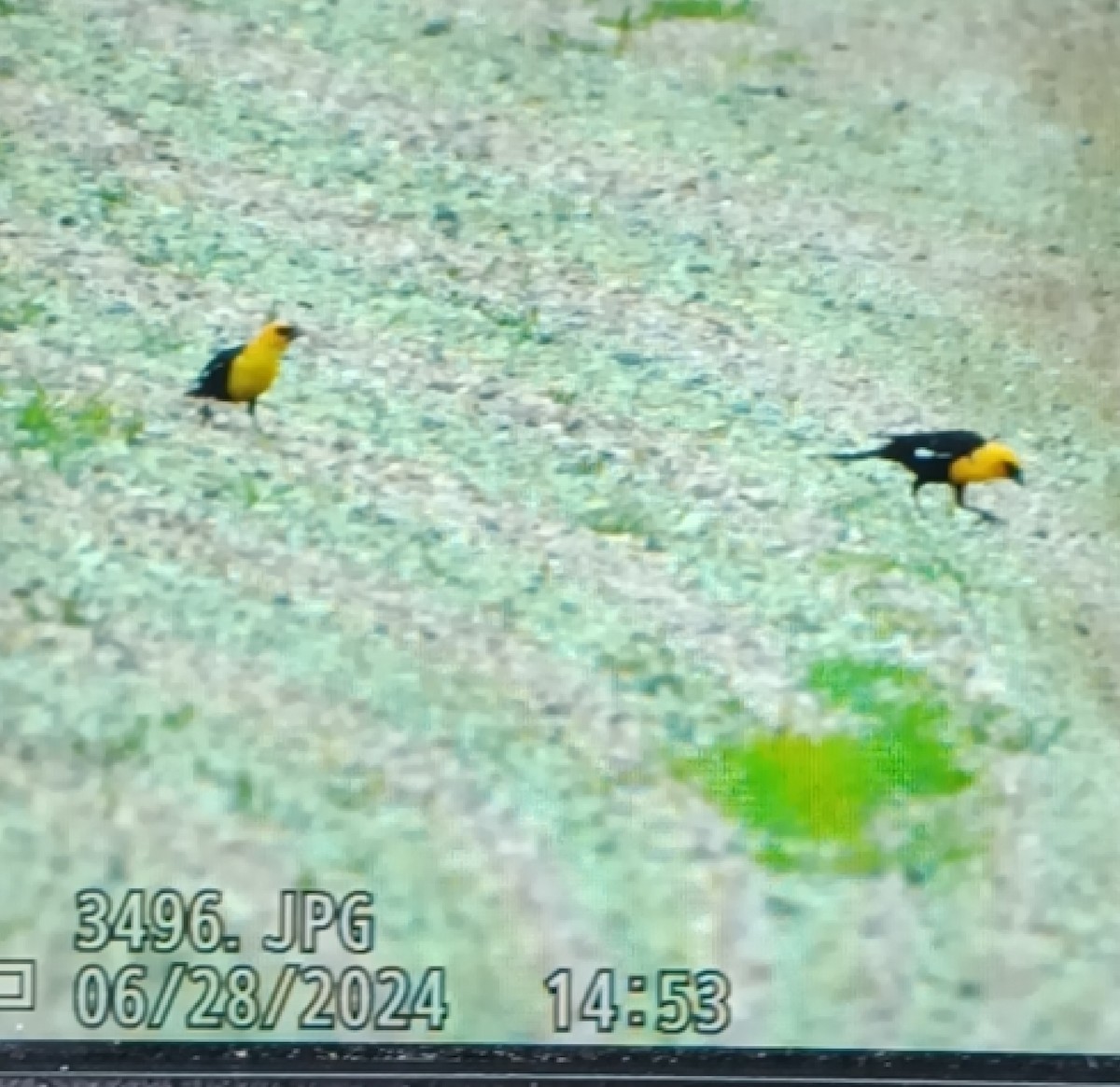 Yellow-headed Blackbird - ML620926364