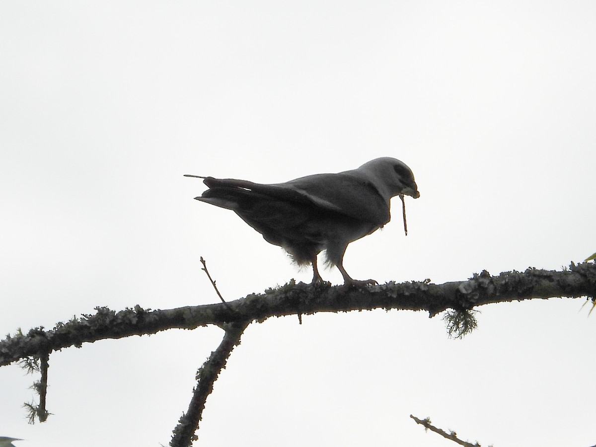 Mississippi Kite - ML620926369