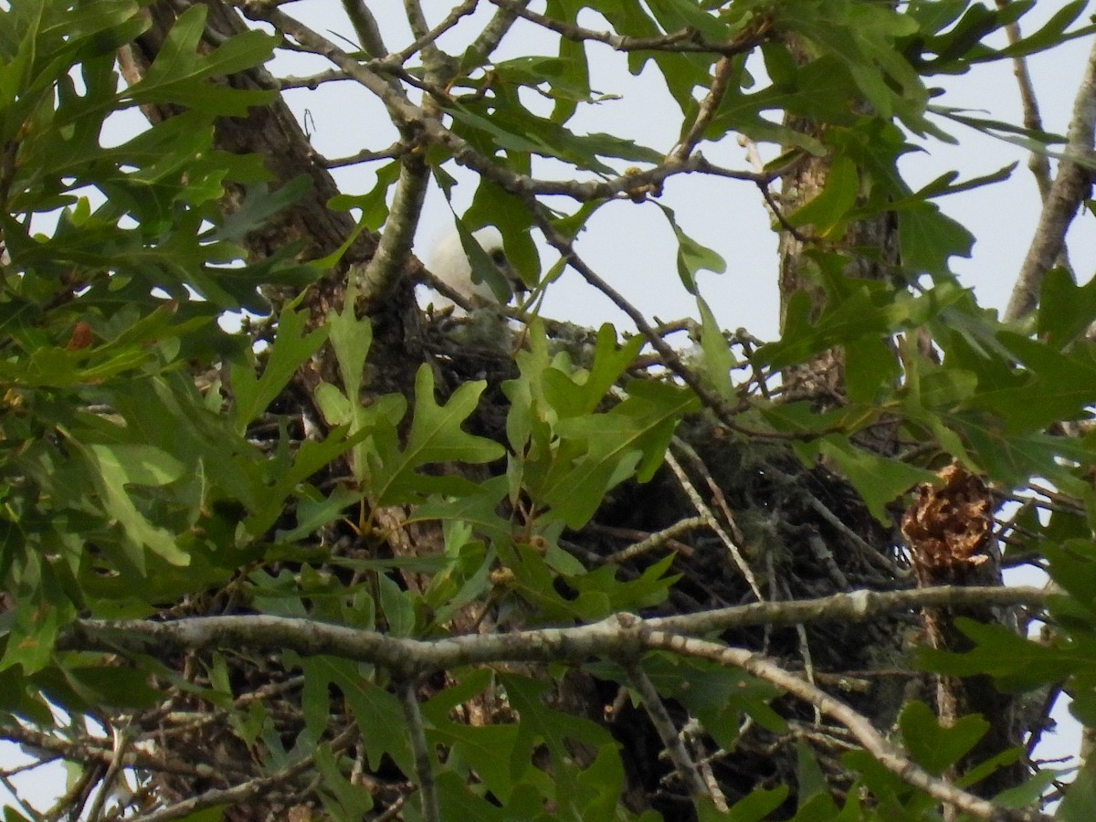 Mississippi Kite - ML620926372