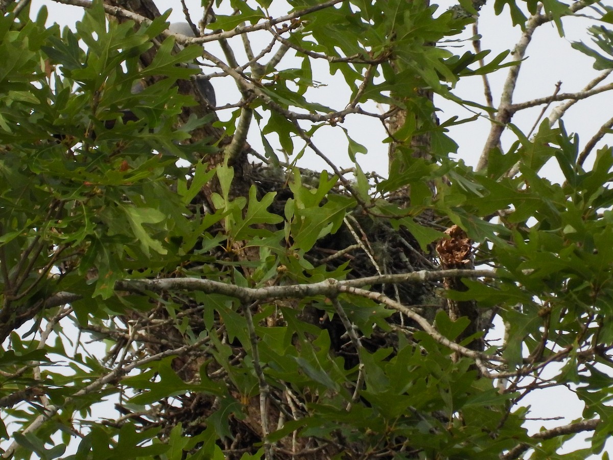 Mississippi Kite - ML620926373