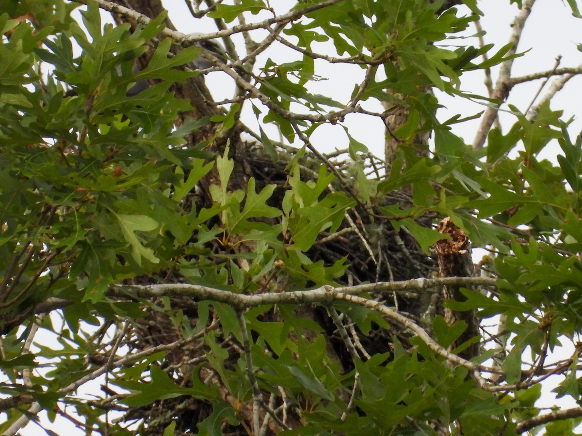 Mississippi Kite - ML620926374