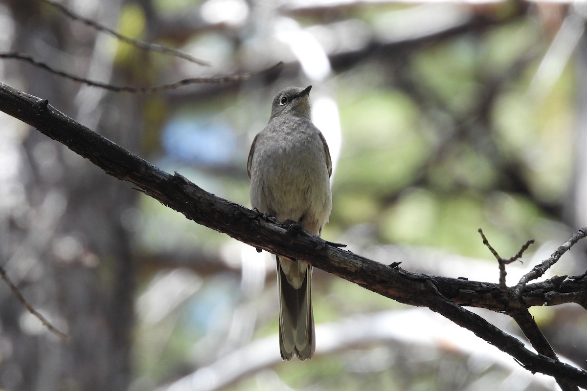 Townsend's Solitaire - ML620926382