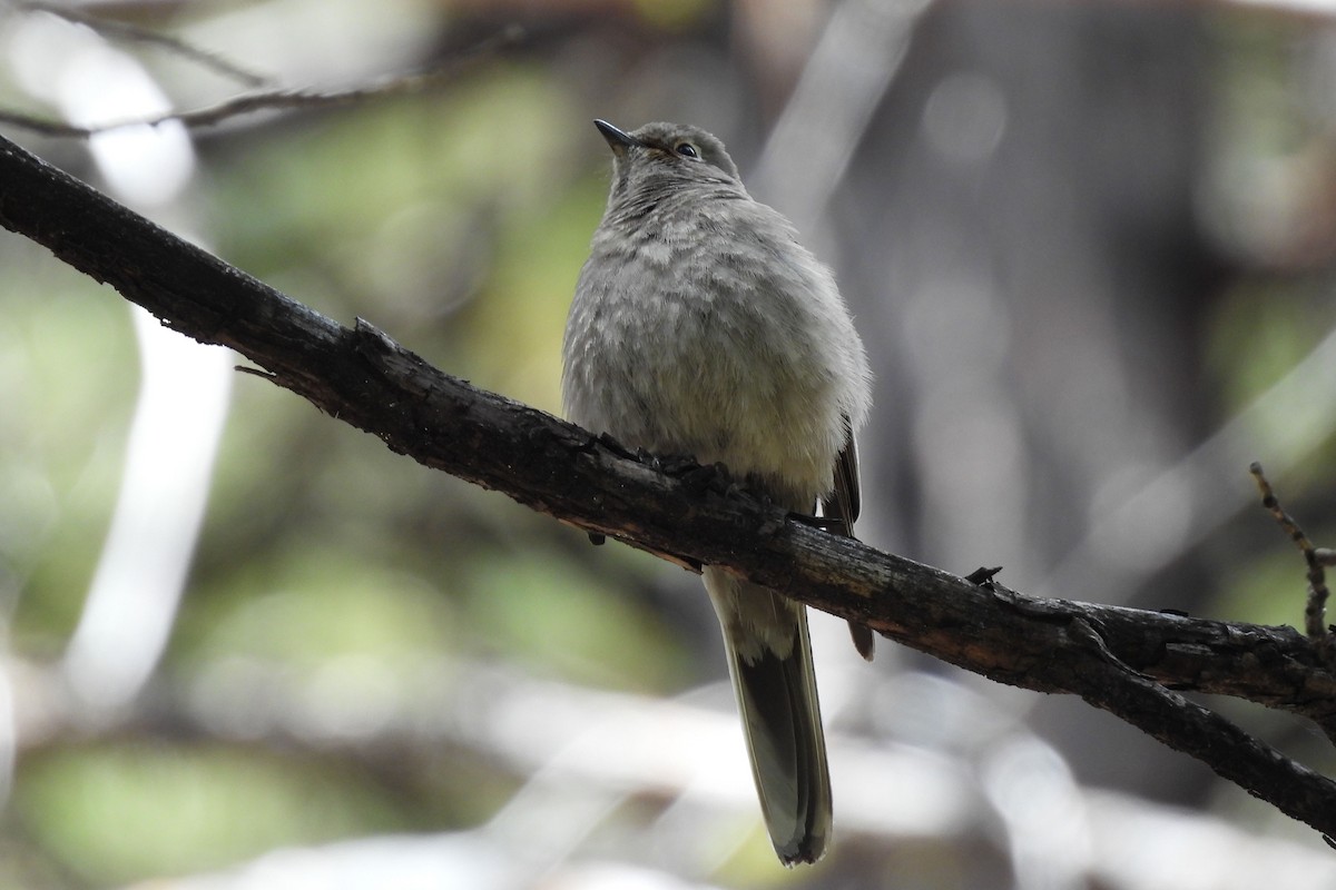 Townsend's Solitaire - ML620926383