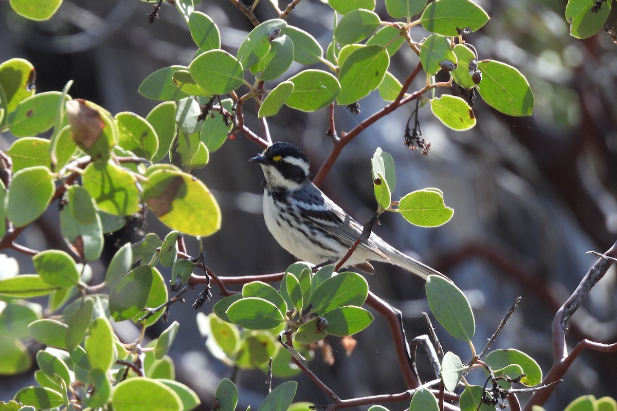 Black-throated Gray Warbler - ML620926434