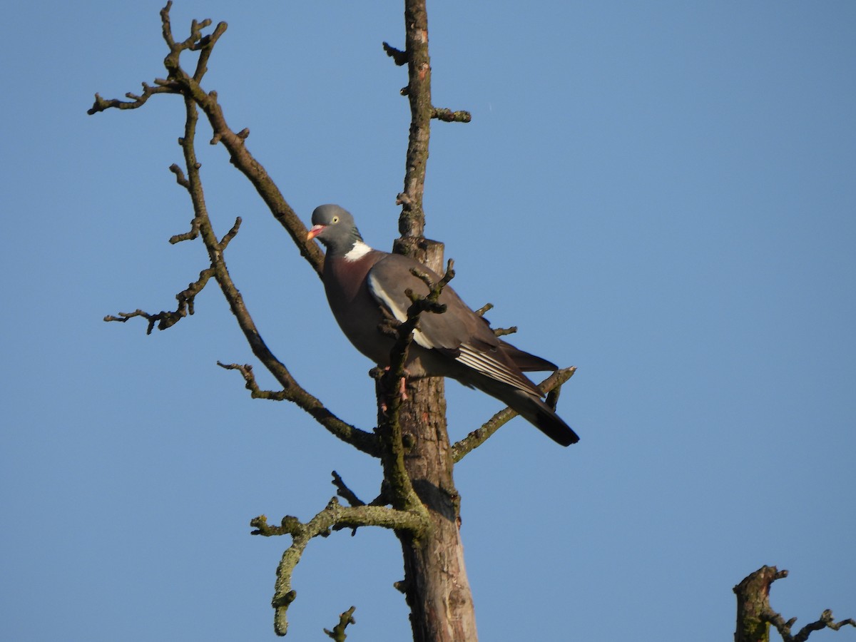 Common Wood-Pigeon - ML620926505