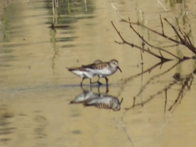 Western Sandpiper - ML620926513