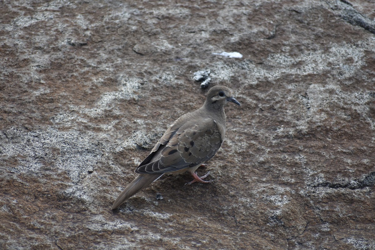 Mourning Dove - ML620926553