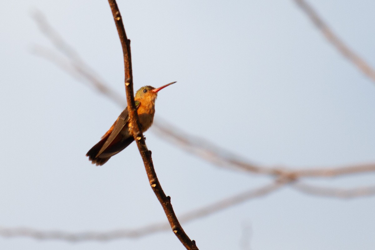 kolibřík ryšavý - ML620926557