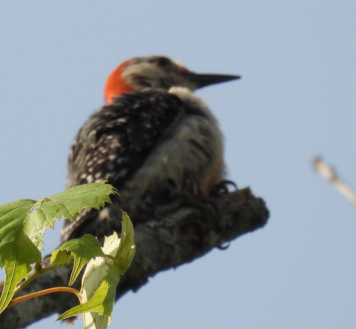 Red-bellied Woodpecker - ML620926565
