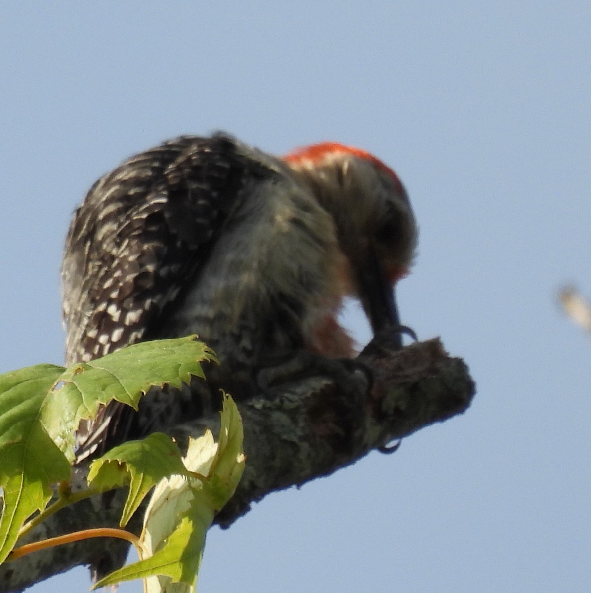 Red-bellied Woodpecker - ML620926566