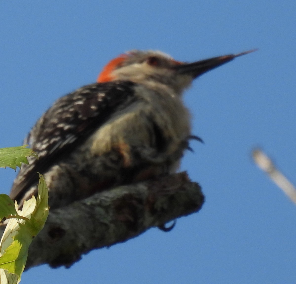 Red-bellied Woodpecker - ML620926567