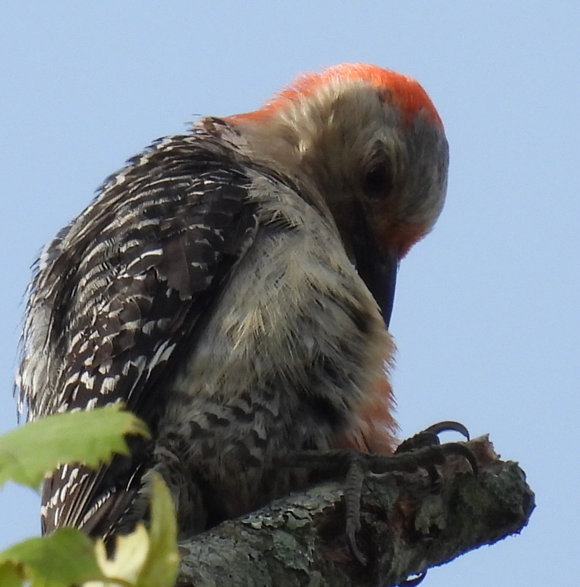 Red-bellied Woodpecker - ML620926568