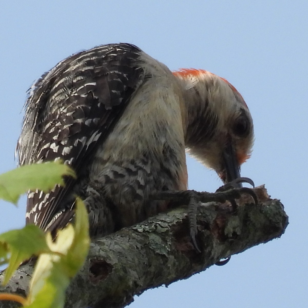 Red-bellied Woodpecker - ML620926569