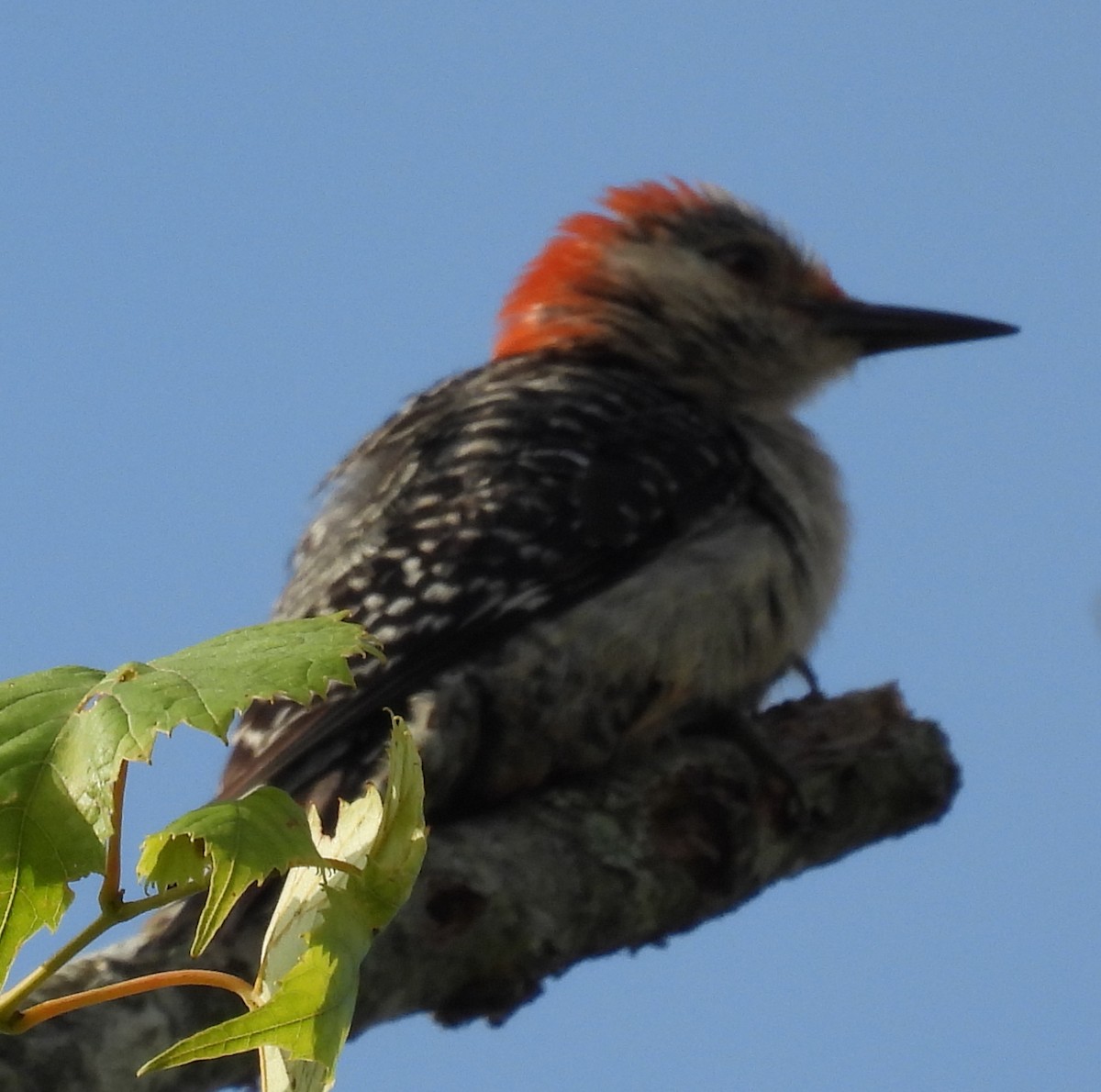Red-bellied Woodpecker - ML620926571