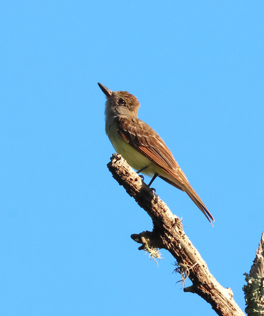 Great Crested Flycatcher - ML620926576