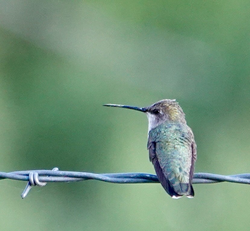 Black-chinned Hummingbird - ML620926644