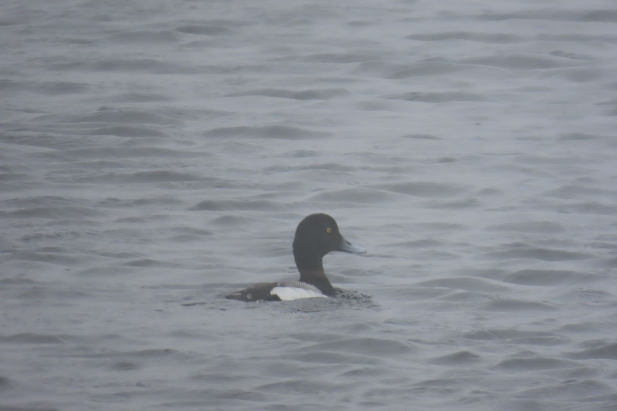 Greater Scaup - ML620926657