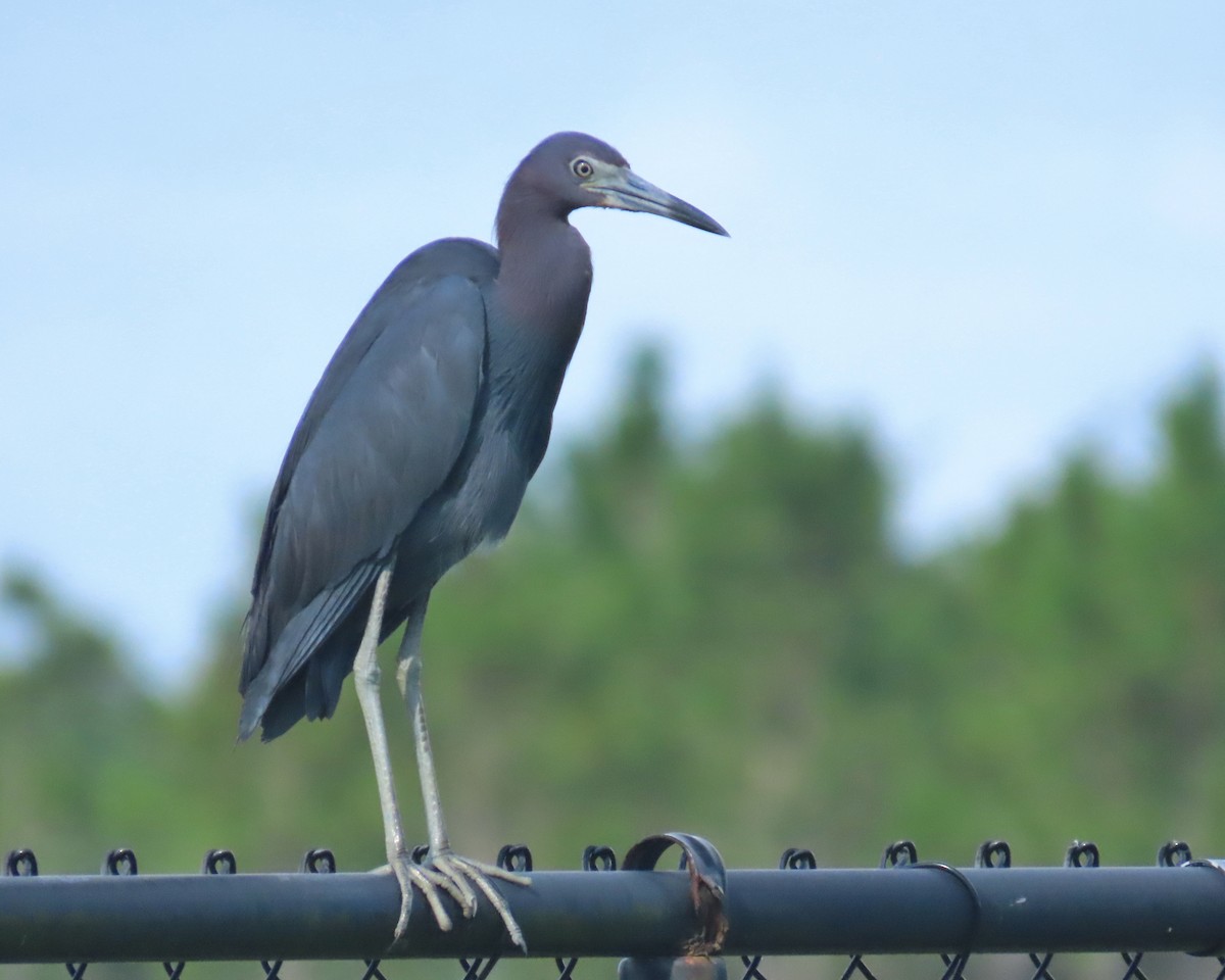 Little Blue Heron - ML620926687